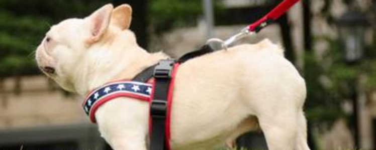 博美犬缺点和优点 看完这些你还在考虑吗