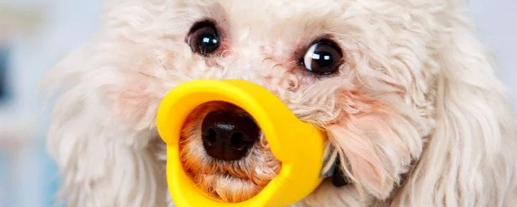 博美犬有泪痕怎么办,如何去除