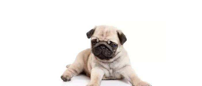 博美犬喜欢吃什么 这三种肯定是狗狗的最爱