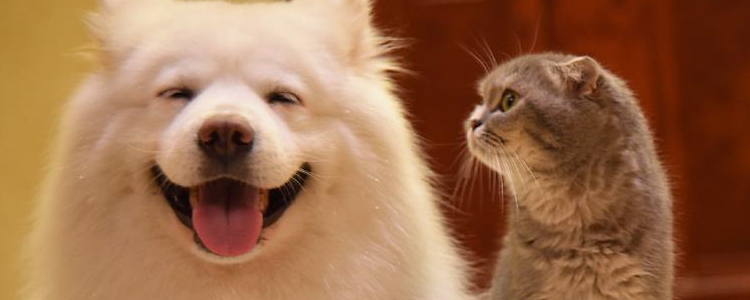 波斯猫可以吃油煎的鱼吗 千万别这样哦！