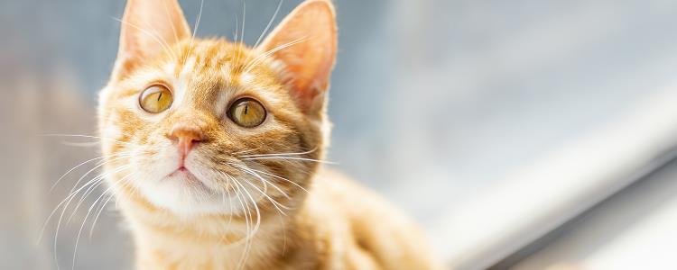 波斯猫加菲猫区别 这些区别你知道吗