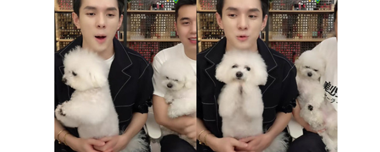 李佳琦的狗是什么种类 所有女生看过来！