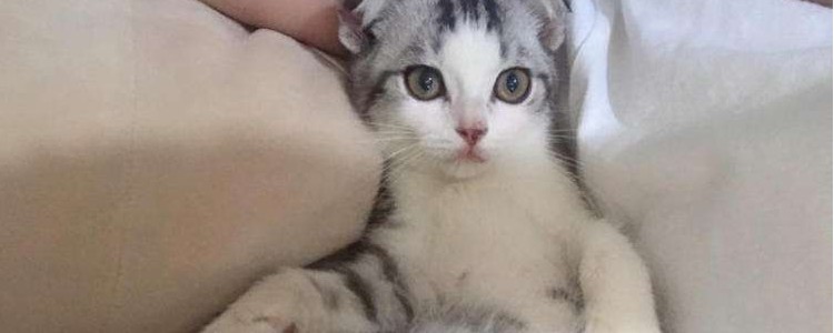 猫咪刨地是什么情况 就是在掩盖它的气味！