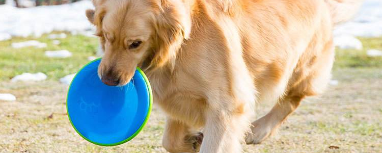 金毛吃什么长得胖 长胖的风险你注意过吗？