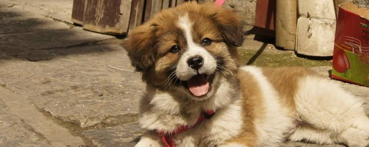 金毛几个月开始换毛 狗狗换毛期间应该注意什么