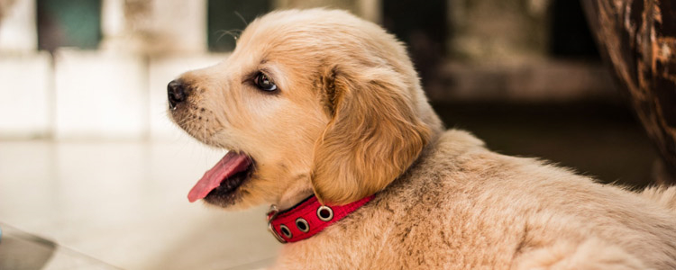 秋田犬有几种颜色 这几种你知道吗？