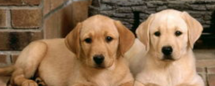 拉布拉多属于大型犬还是中型犬 国家划分要求都不同！