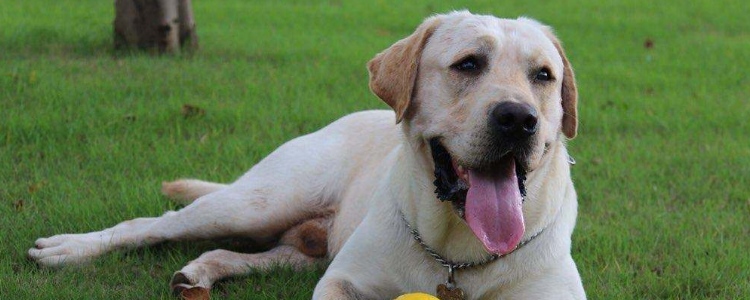 拉布拉多是哪个国家的