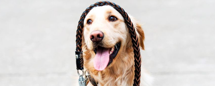 秋田犬缺点 看完你还想养秋田犬吗？