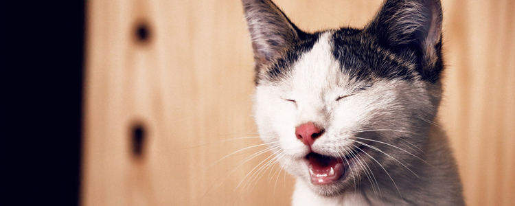 猫咪有口臭怎么回事 猫咪也会有虫牙喔！