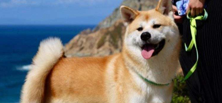 秋田犬爪子受伤了怎么处理 这些你要知道