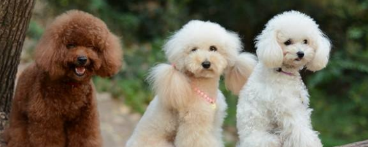 贵宾犬爱叫吗 或许是在向你表达它的情绪吧！