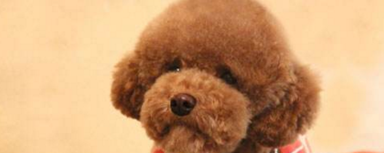 贵宾犬爱流泪怎么办 看是眼睛发炎了还是倒睫毛导致的！