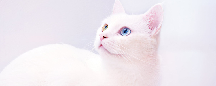 猫吃鸡胸肉的好处 虽好也不要贪多喔!