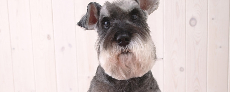 雪纳瑞冬天怕冷吗 御寒能力还是差一点的