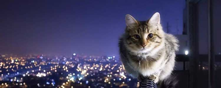 猫咪尴尬期是什么意思 一般要多久?