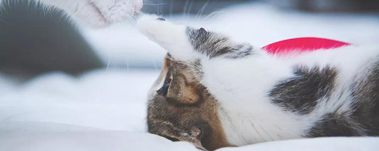 猫咪拉屎不成形很臭 可能是肠炎!