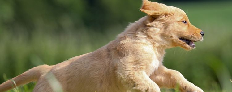 博美犬鼻头褪色怎么办 这些原因你知道吗？