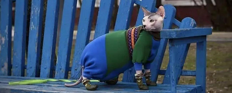 猫叫的很凄惨是为什么 如何应对避免扰民纠纷?