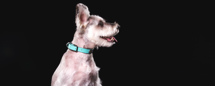 雪纳瑞毛色变化规律 是不是看着越来越干净