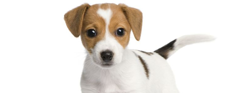 博美犬聪明吗 博美犬的智商排第几