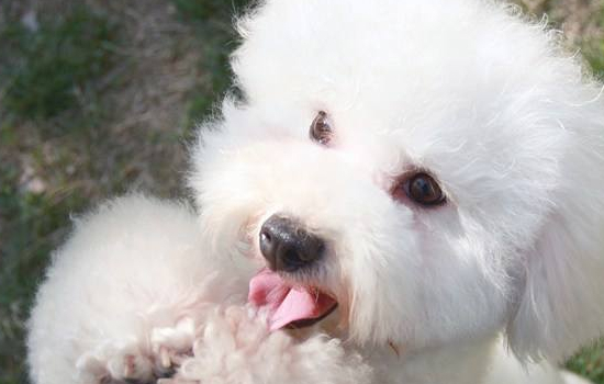 博美犬聪明吗 博美犬的智商排第几