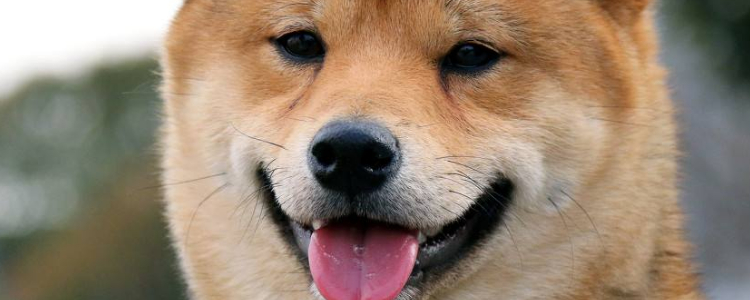 博美犬爱叫怎么训练 看完你就知道了！