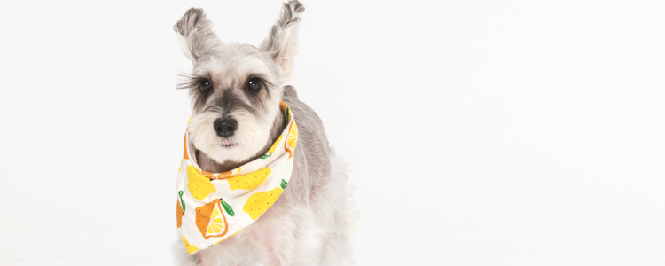 雪纳瑞是哪个国家的狗 它并不是英国的