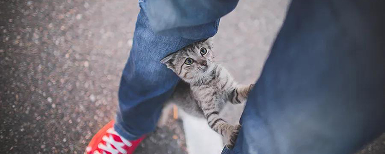 猫咪为什么不能消化猫毛 如何帮助排出毛发?