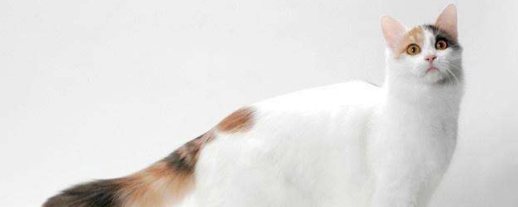 猫春天换毛注意什么 掉毛的情况是你预想不到的！