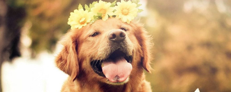 秋田犬认主人需要多久 成犬和幼犬不同哦！