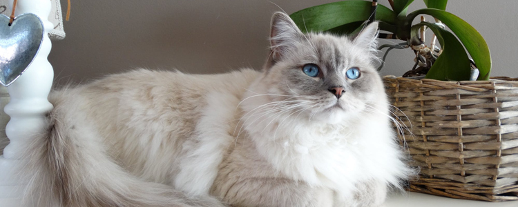 布偶猫是什么猫杂交的 你知道仙女猫是怎么来的吗