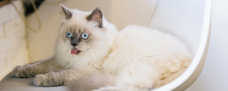 布偶猫怎么看纯不纯 记住这几点特征