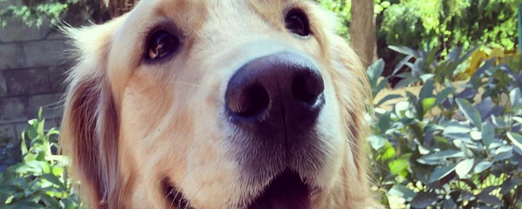 金毛分几个品种 英系金毛和美系金毛的区别