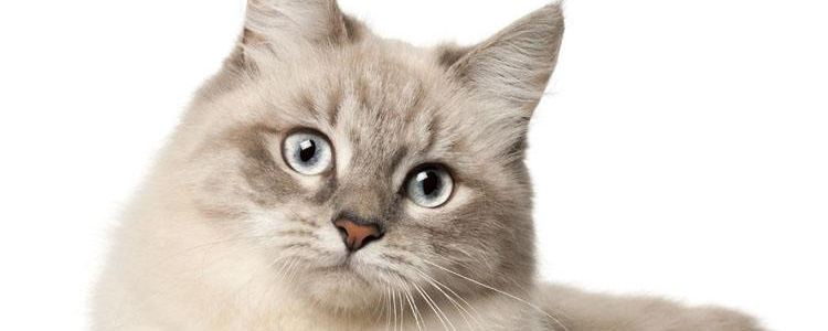 波斯猫和加菲猫的区别 这些区别太多了吧