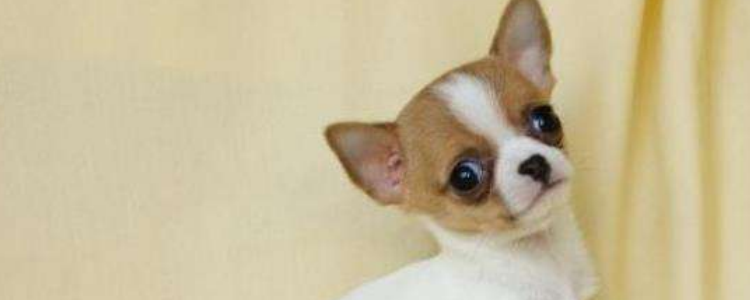 刚抱回家的狗狗需要注意什么 每个方面都需要注意！