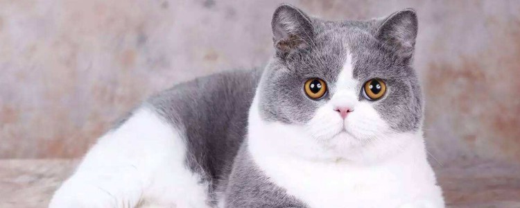 老猫吃什么补充营养 补充营养是最关键的!