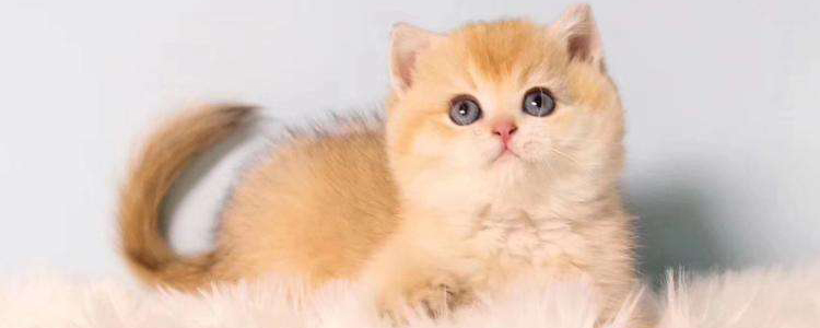 过年猫咪带不走怎么办 怎么安顿猫咪最好?