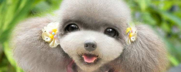 猫狗会感染新型冠状病毒吗 世界卫生组织已经明确发文了！