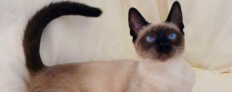 最适合老年人养的猫 这几种猫咪很适合陪伴！