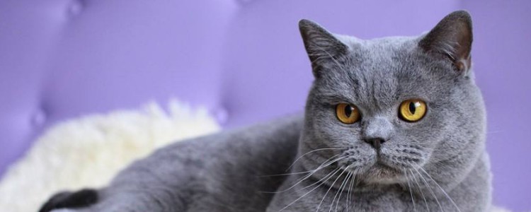 英国短毛猫有多少种颜色 五种常见的颜色你见过几种？