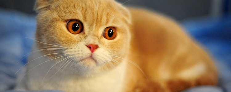 折耳猫能养吗 为什么都在抵制折耳猫?