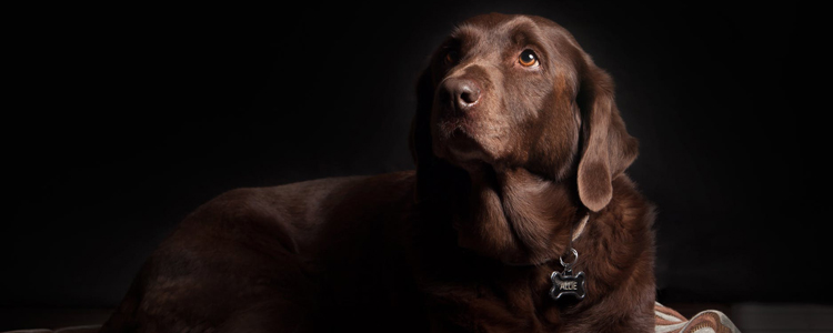 哪些狗狗体味难闻 不想麻烦别养这些狗