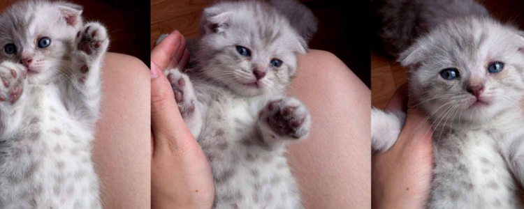 三个月的小猫吃什么长胖 全阶段的猫都适用!