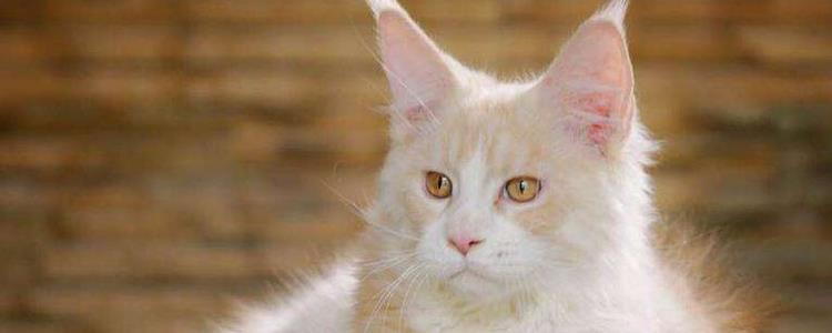 新型冠状病毒与犬猫冠状病毒的区别 这是完全不同的病毒！