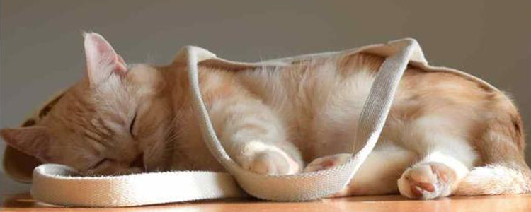 猫睡觉会做梦吗 它们真正要睡多久?