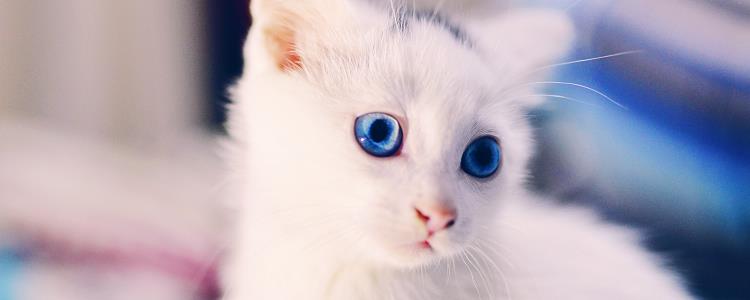 猫可以吃苹果吗 吃苹果需要注意这些事项