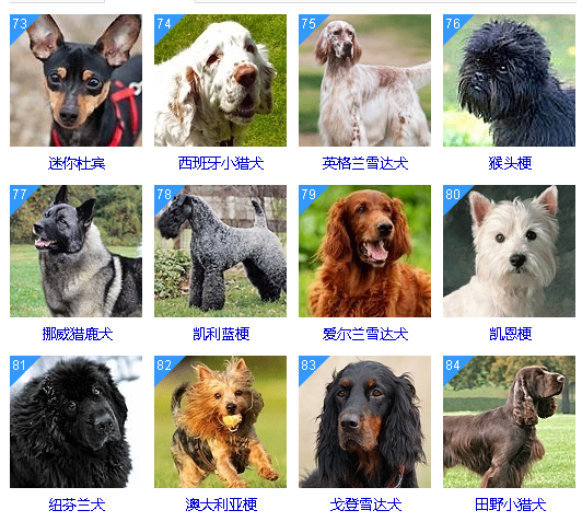 犬智商排名排行榜图片