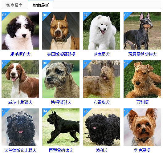 狗的品种 排行榜 智商图片