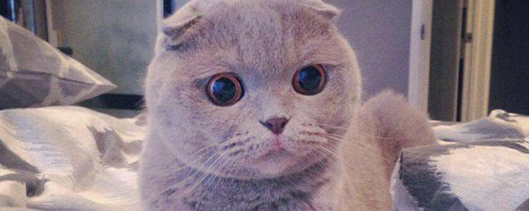 猫狗真的会感染新型冠状病毒吗 背锅的猫狗真的蛮可怜的！